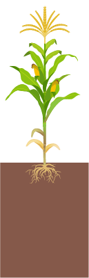 R5